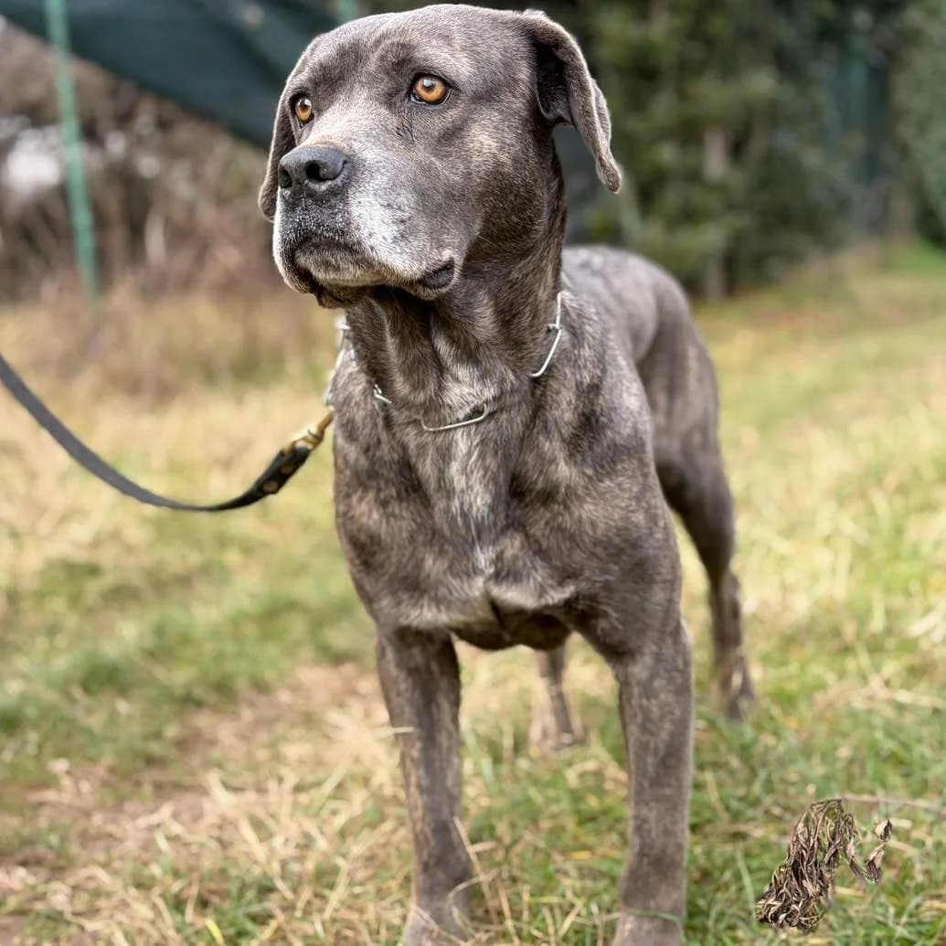 Bea,  Cane Corso for adoption at Pet Rescue Italia, Cornaredo
