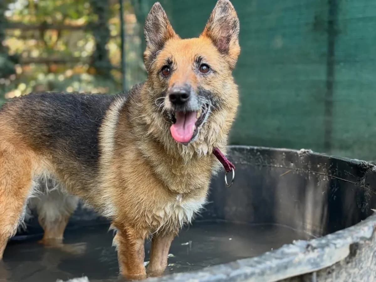Benny,  (Pet Rescue Italia)