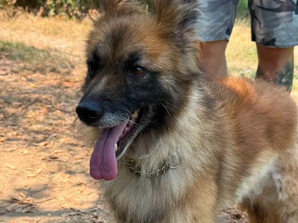 Betty, 5yo mixed breed for adoption at Pet Rescue Italia, Cornaredo