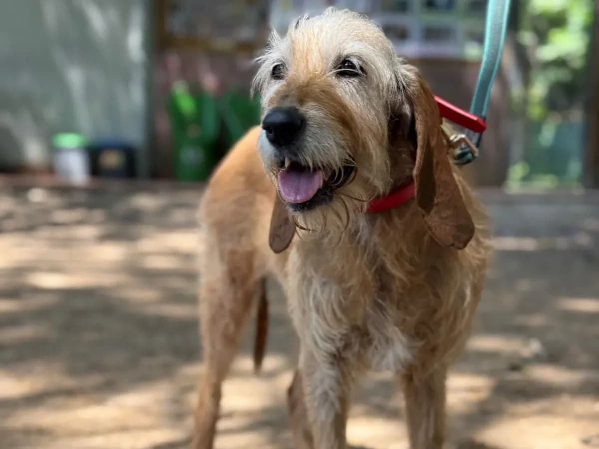 Birba, senior mixed breed for adoption at Pet Rescue Italia, Cornaredo