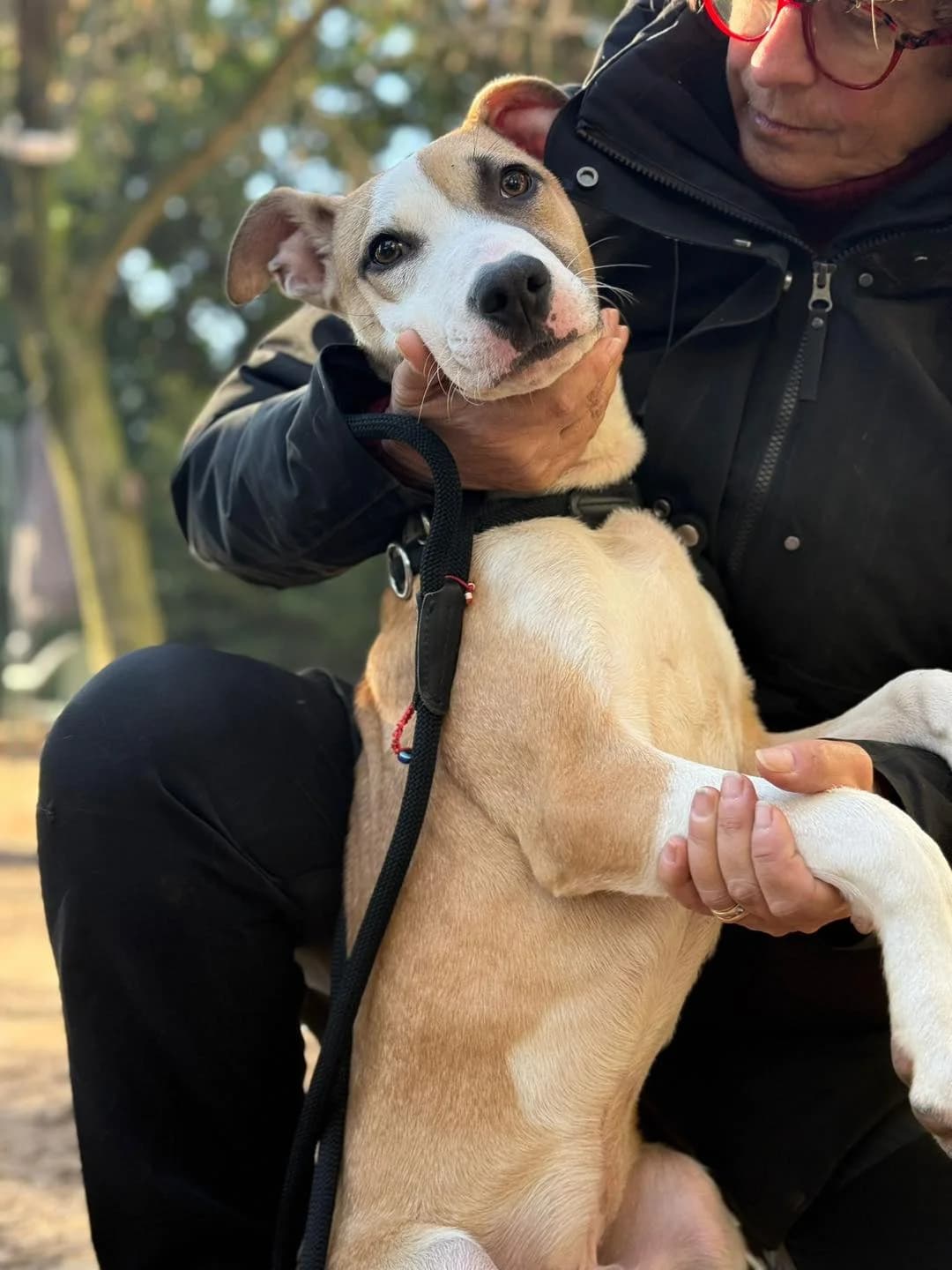 Brando,  mixed breed for adoption at Pet Rescue Italia, Cornaredo