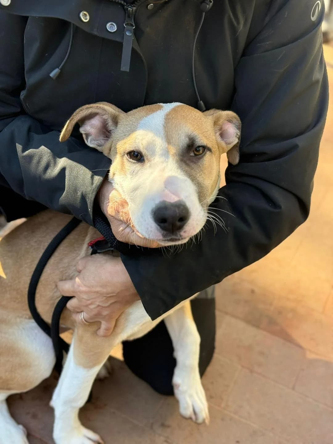 Brando,  mixed breed for adoption at Pet Rescue Italia, Cornaredo — photo 2 of 3