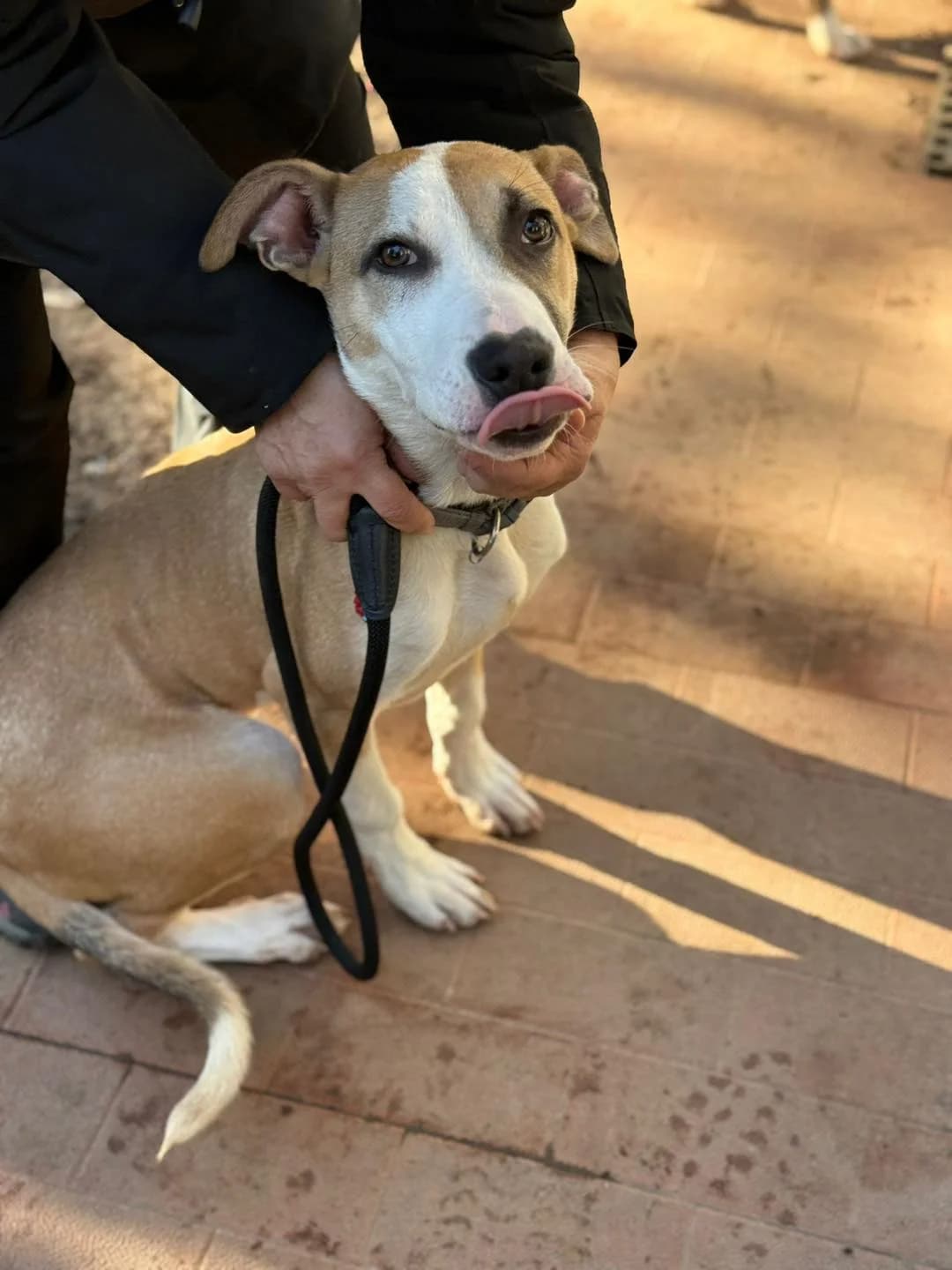 Brando,  mixed breed for adoption at Pet Rescue Italia, Cornaredo — photo 3 of 3