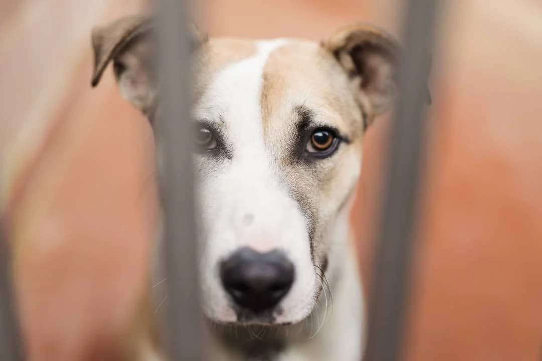 Brando,  puppy mixed breed for adoption at Pet Rescue Italia, Cornaredo