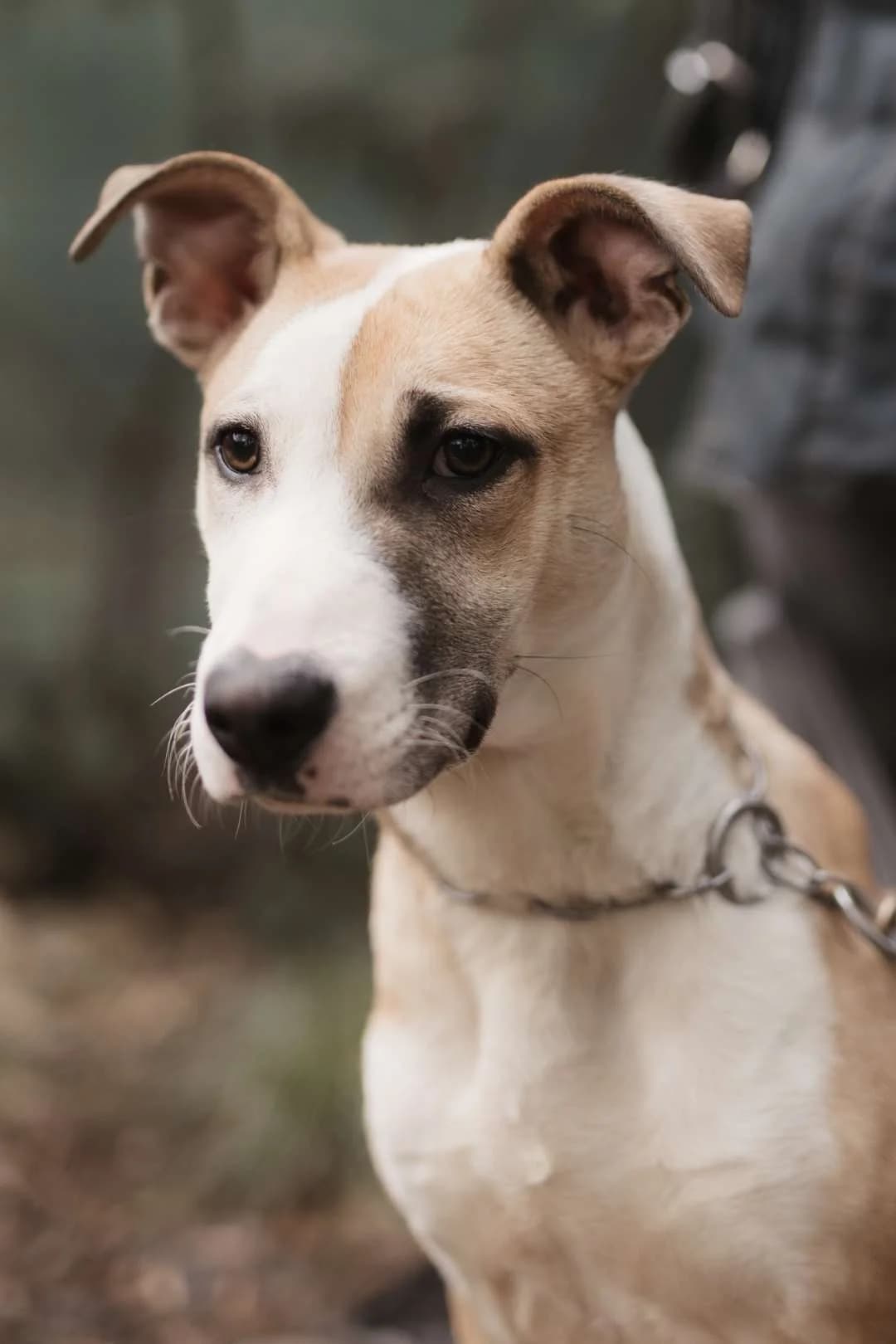 Brando,  puppy mixed breed for adoption at Pet Rescue Italia, Cornaredo