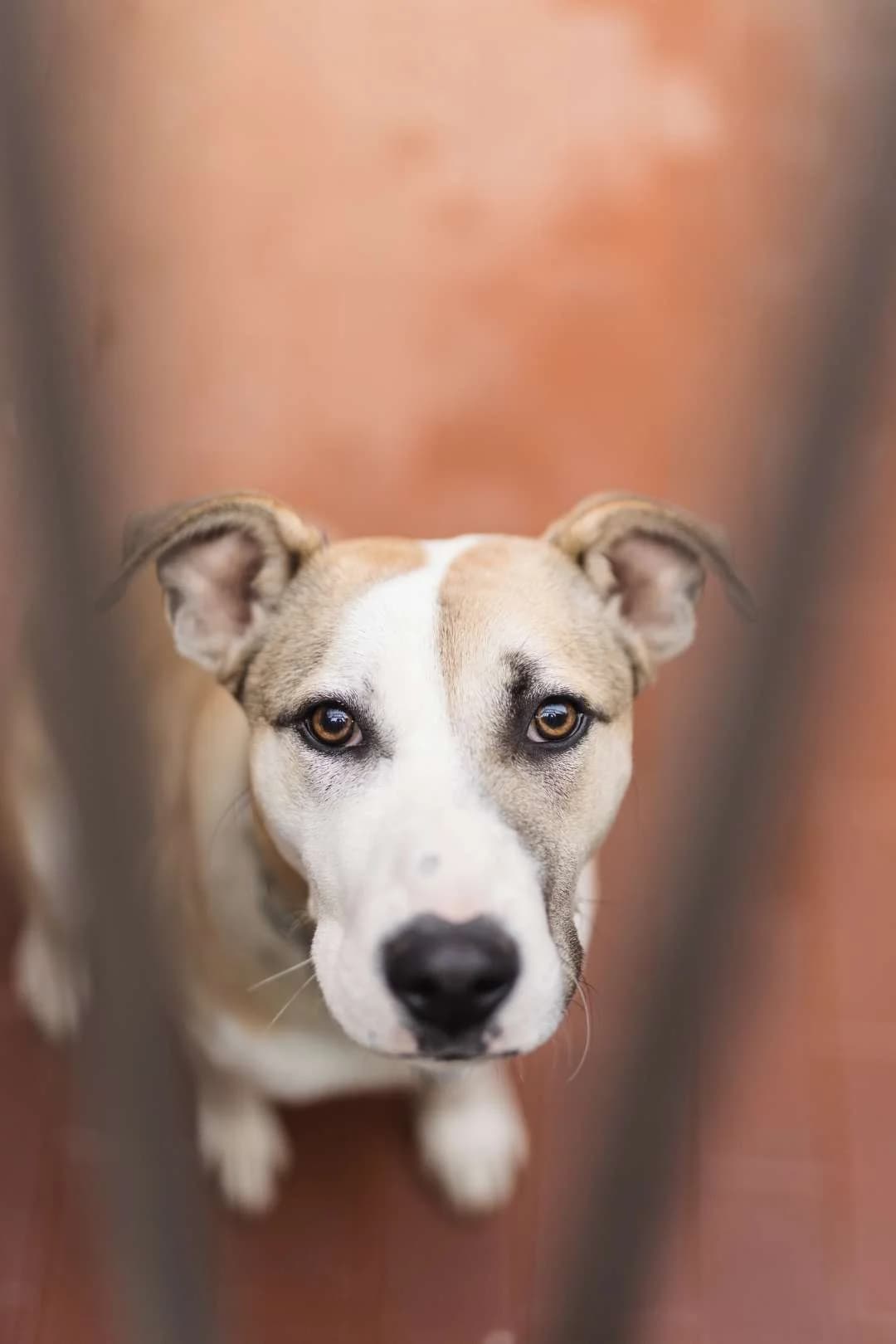 Brando,  puppy mixed breed for adoption at Pet Rescue Italia, Cornaredo