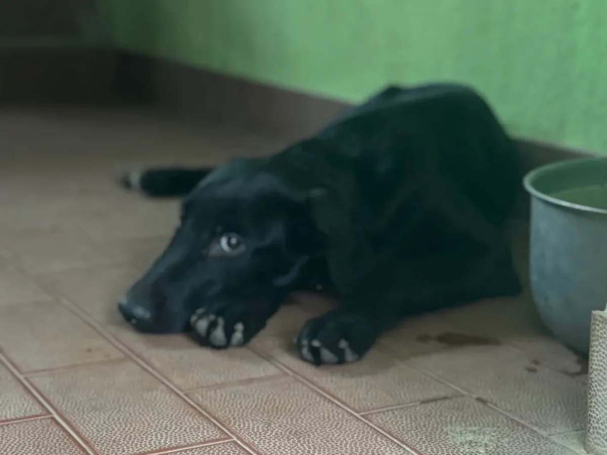 Buio,  (Pet Rescue Italia)