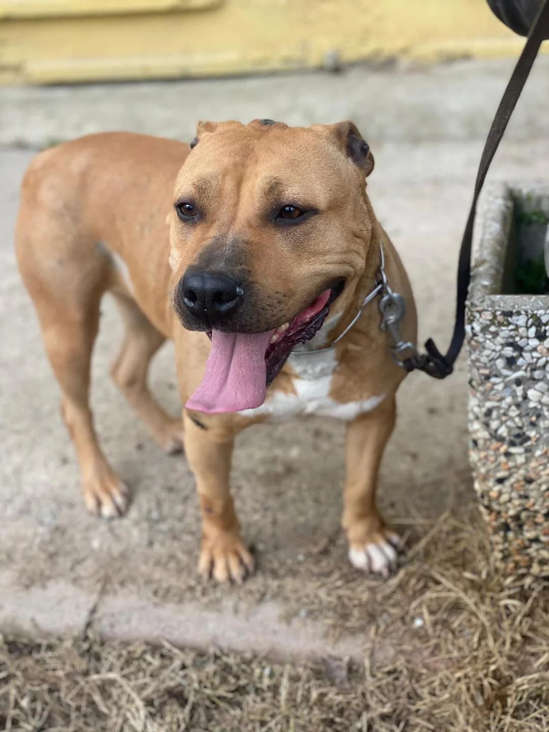 Cayenne,  Mixed Breed for adoption at Pet Rescue Italia, Cornaredo