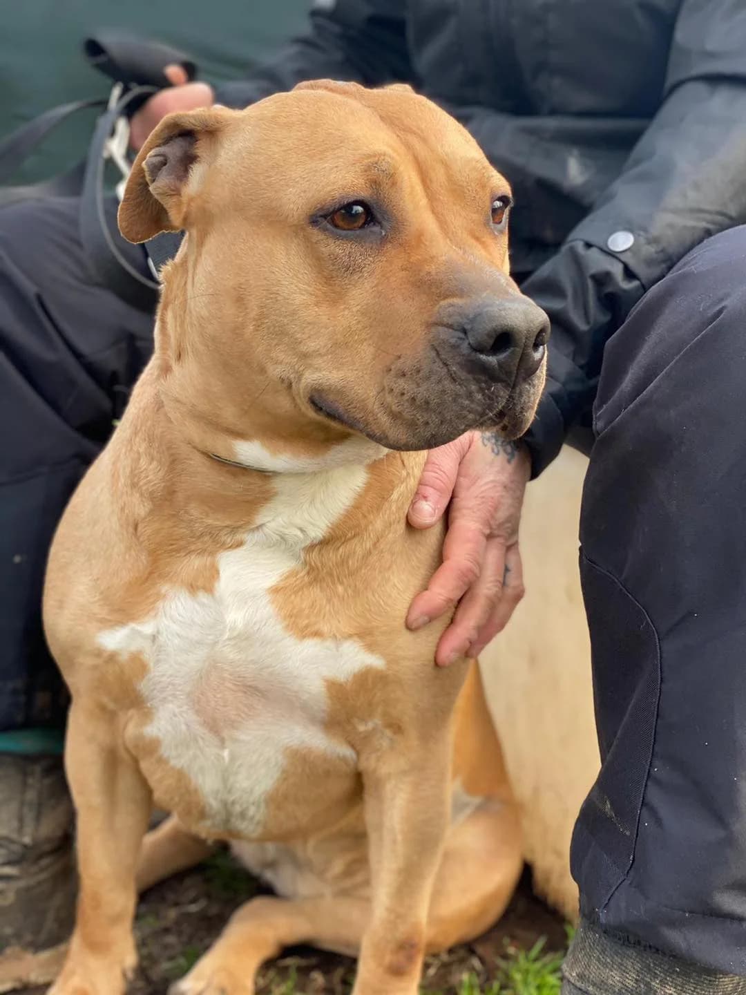 Cayenne,  Mixed Breed for adoption at Pet Rescue Italia, Cornaredo — photo 2 of 3