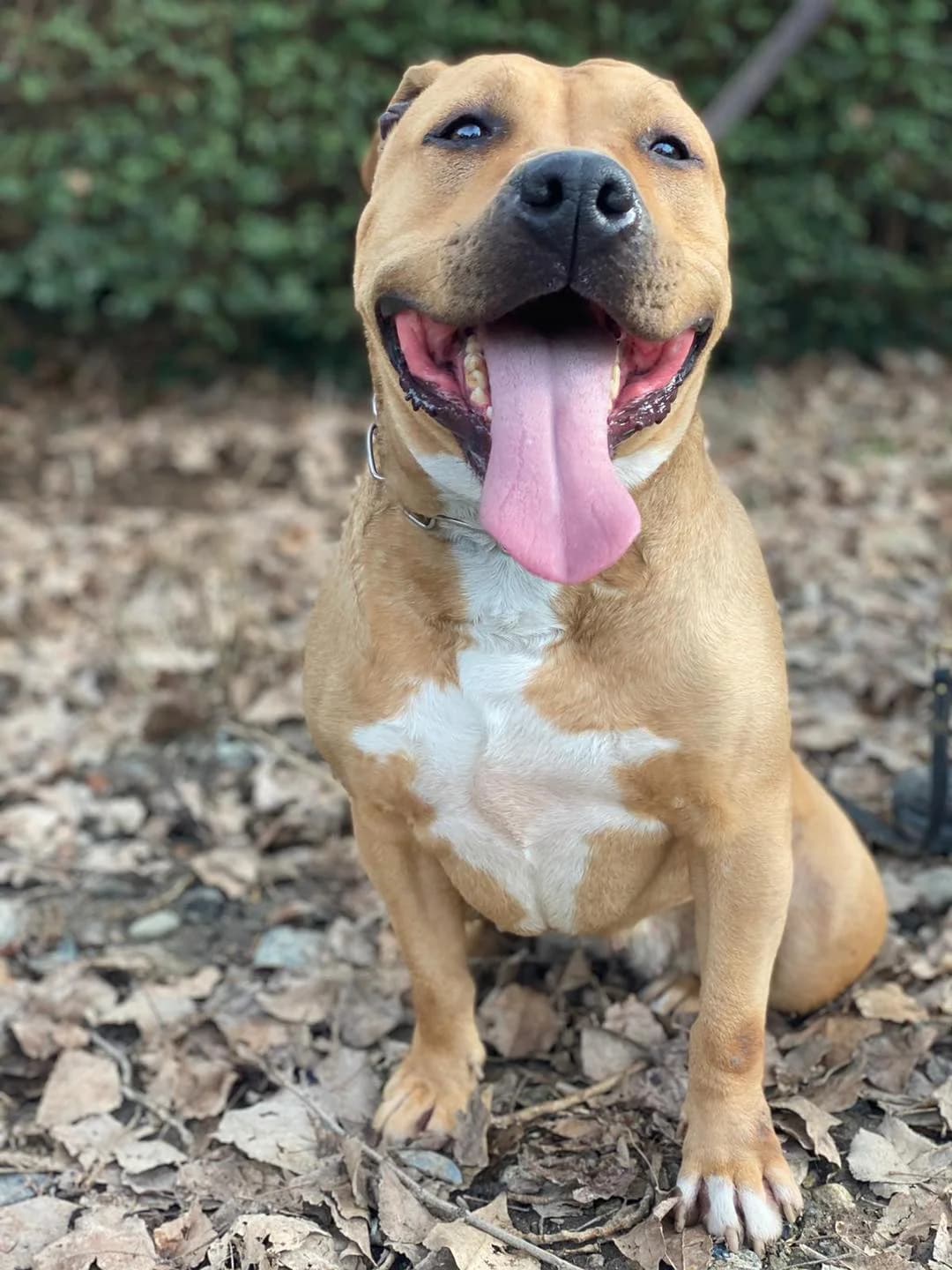 Cayenne,  Mixed Breed for adoption at Pet Rescue Italia, Cornaredo — photo 3 of 3