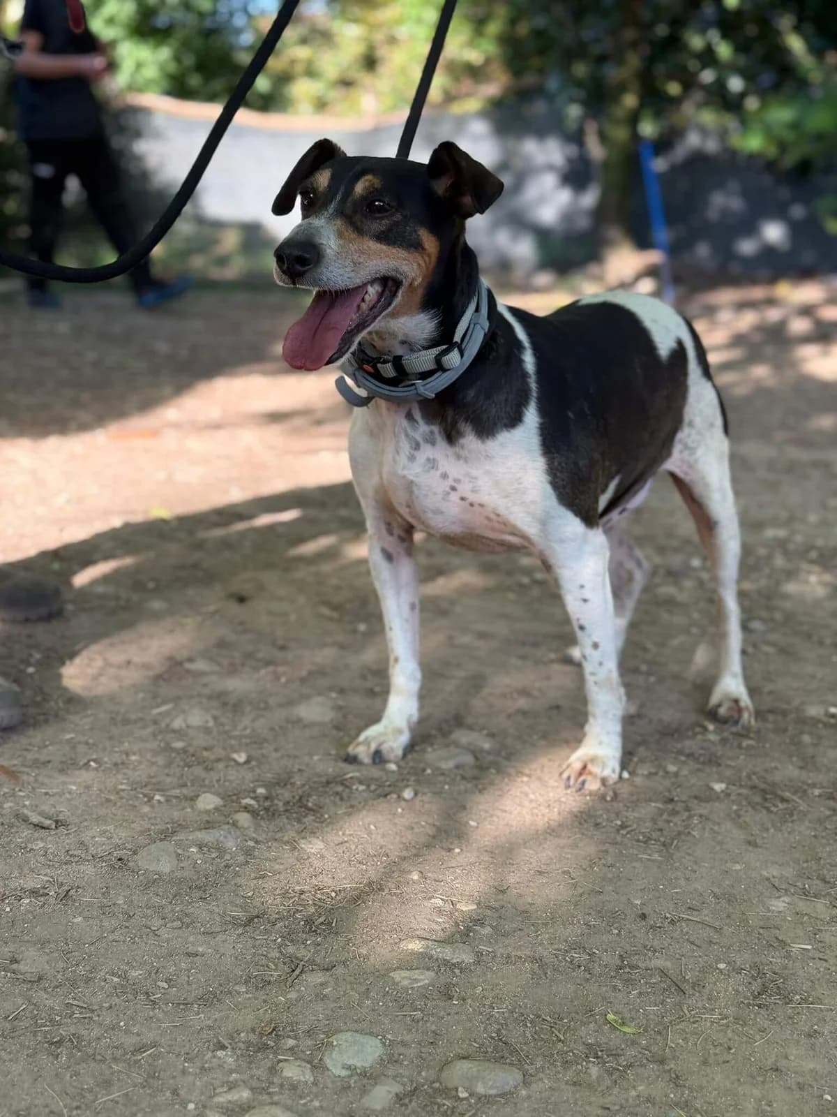 Chico, Jack Russell Terrier for adoption at Pet Rescue Italia, Cornaredo