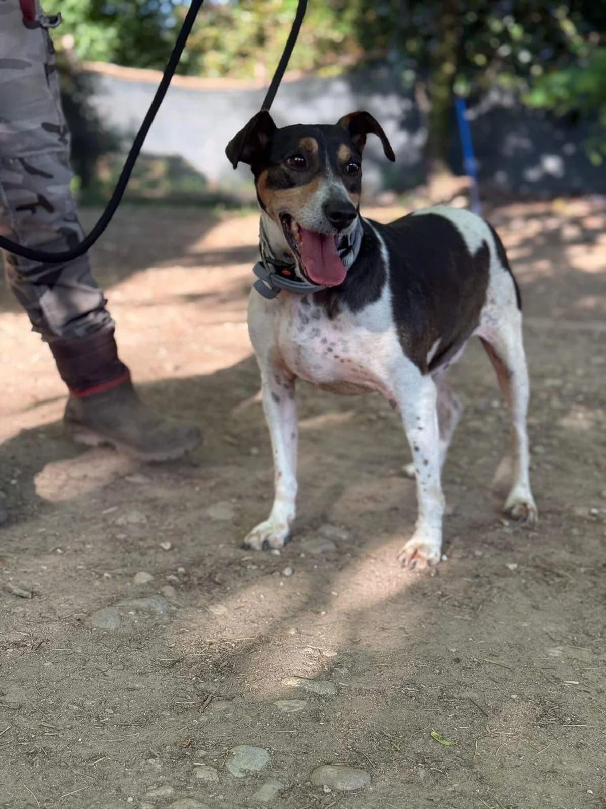 Chico,  Jack Russell Terrier for adoption at Pet Rescue Italia, Cornaredo