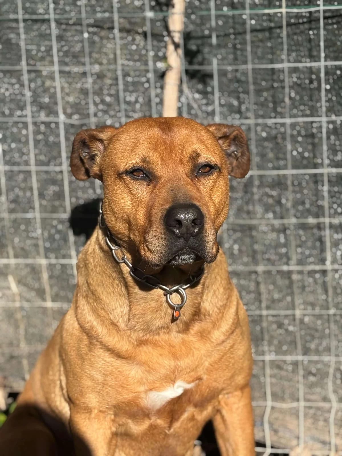 Ciro,  Mixed Breed for adoption at Pet Rescue Italia, Cornaredo