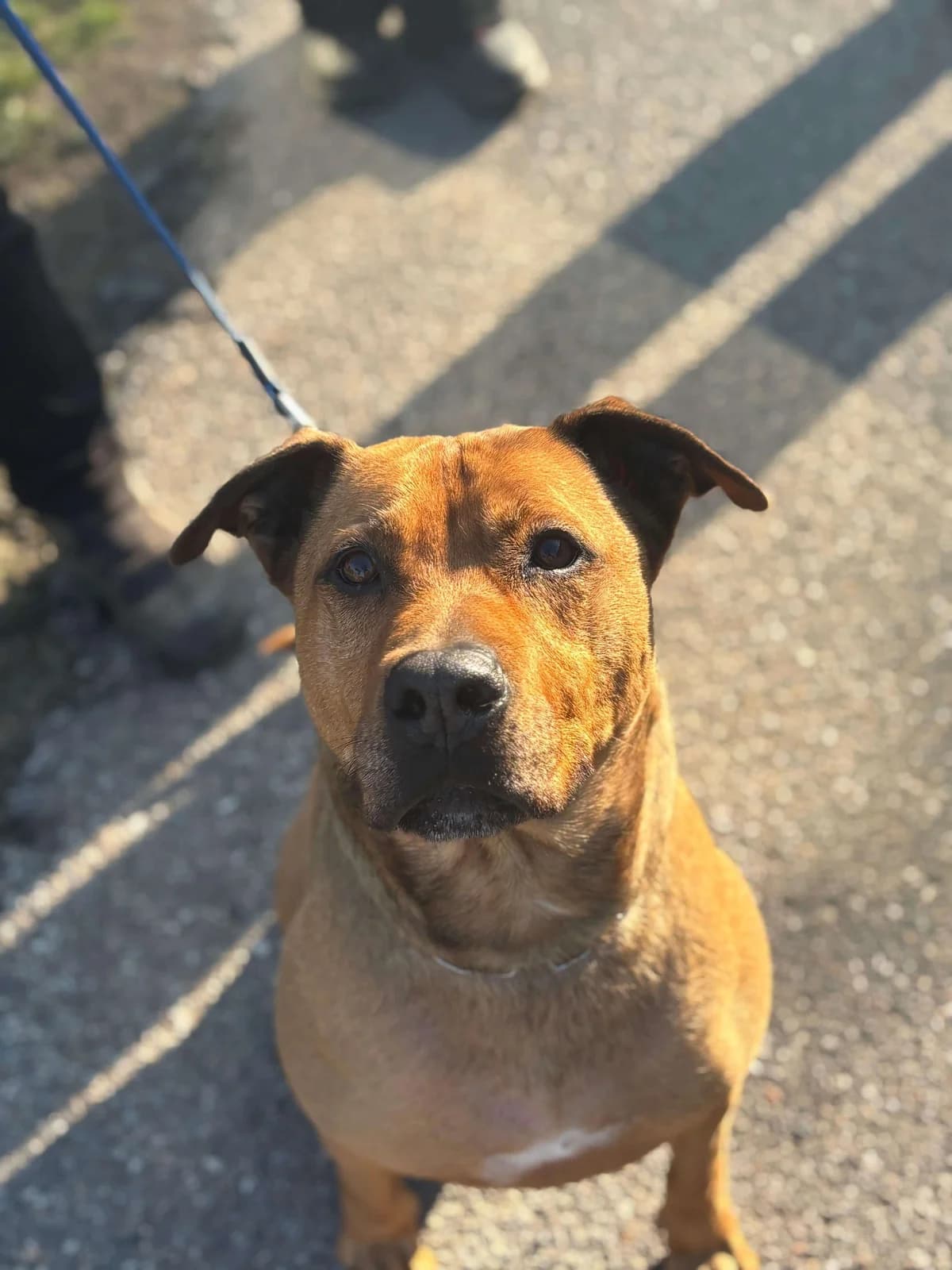 Ciro,  Mixed Breed for adoption at Pet Rescue Italia, Cornaredo — photo 2 of 3