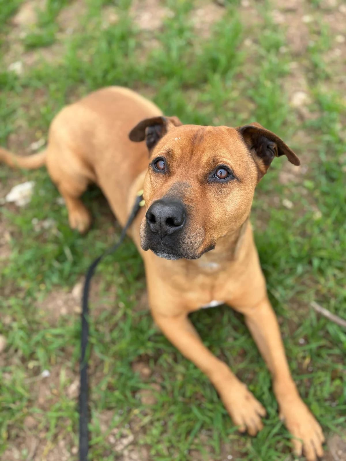 Ciro,  Mixed Breed for adoption at Pet Rescue Italia, Cornaredo — photo 3 of 3