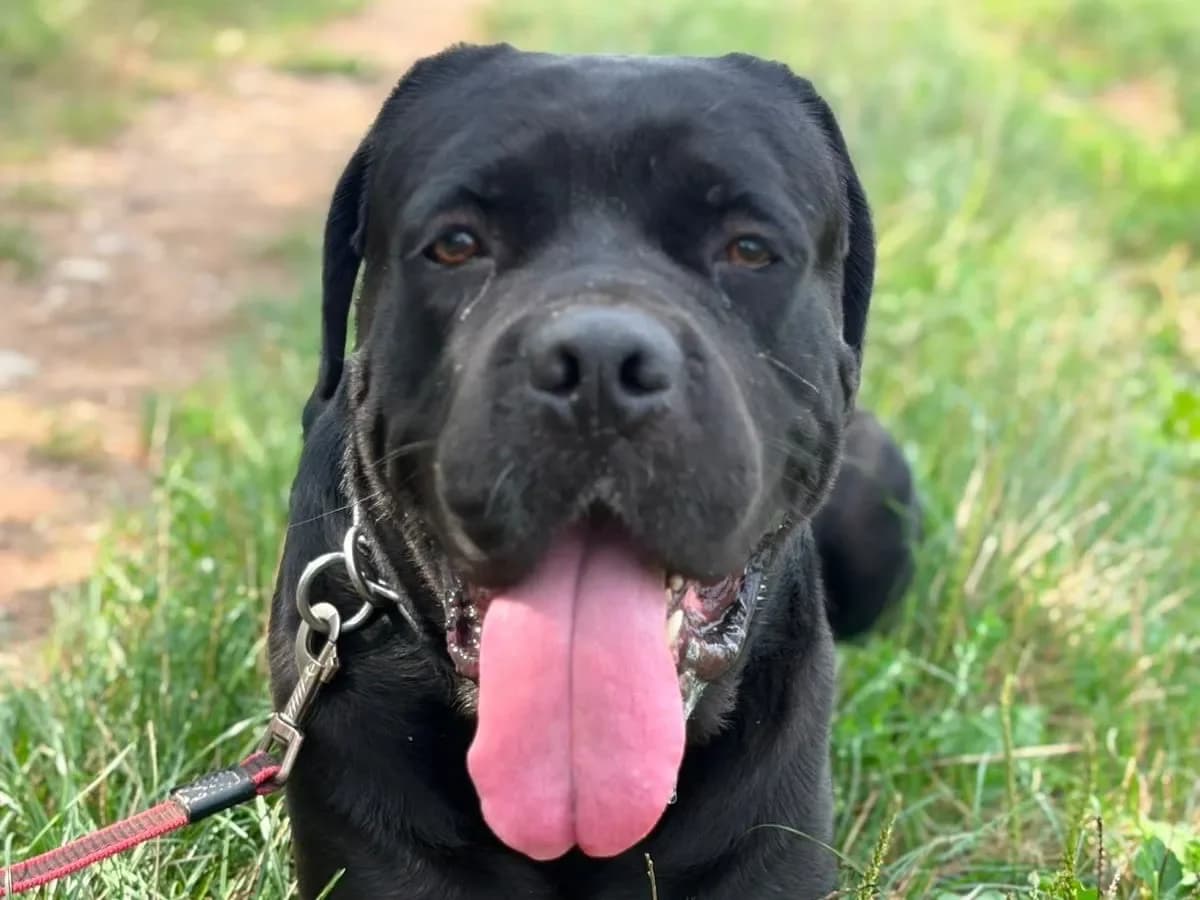 Dado, Cane Corso for adoption at Pet Rescue Italia, Cornaredo