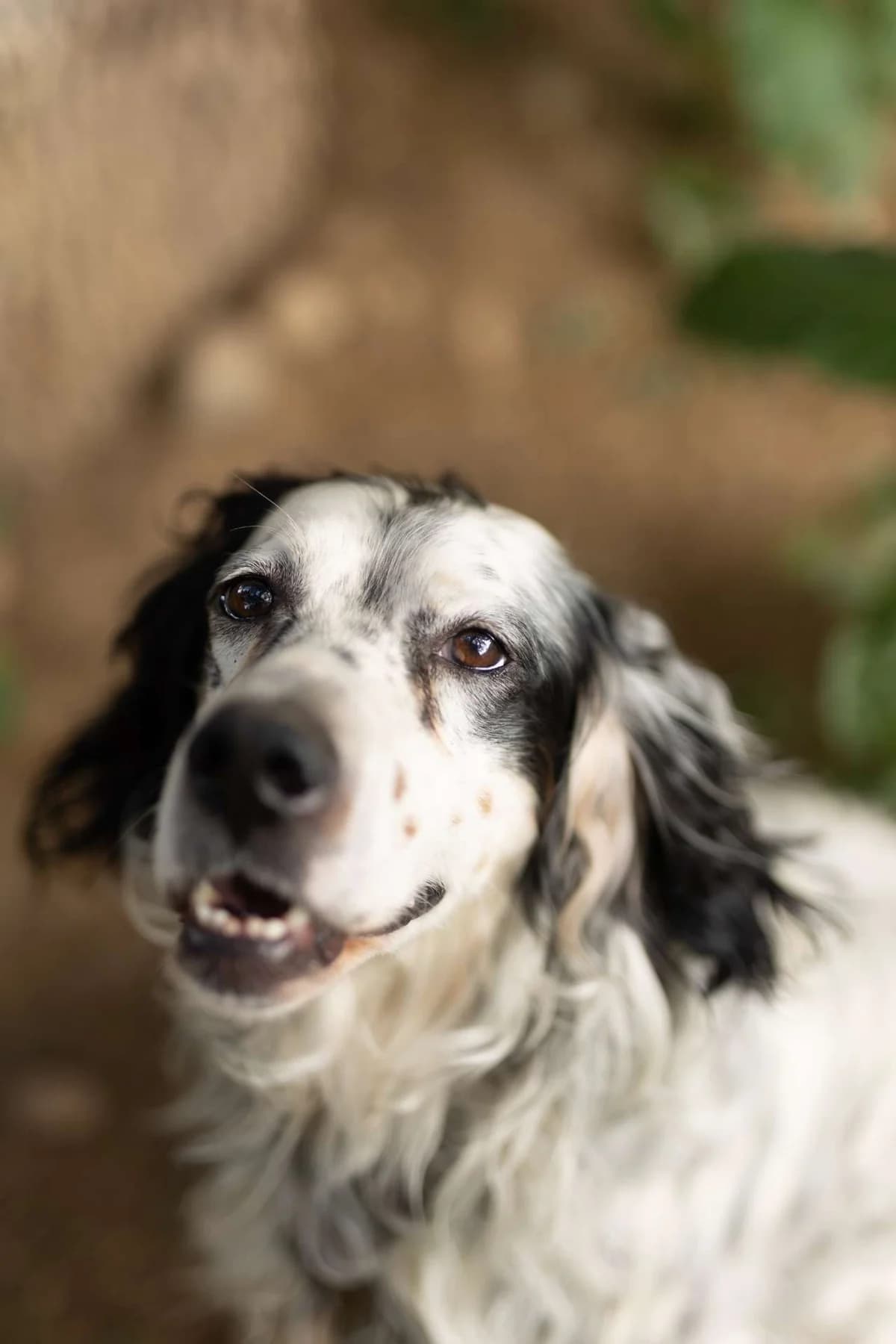 Elia, male English Setter for adoption at Pet Rescue Italia, Cornaredo