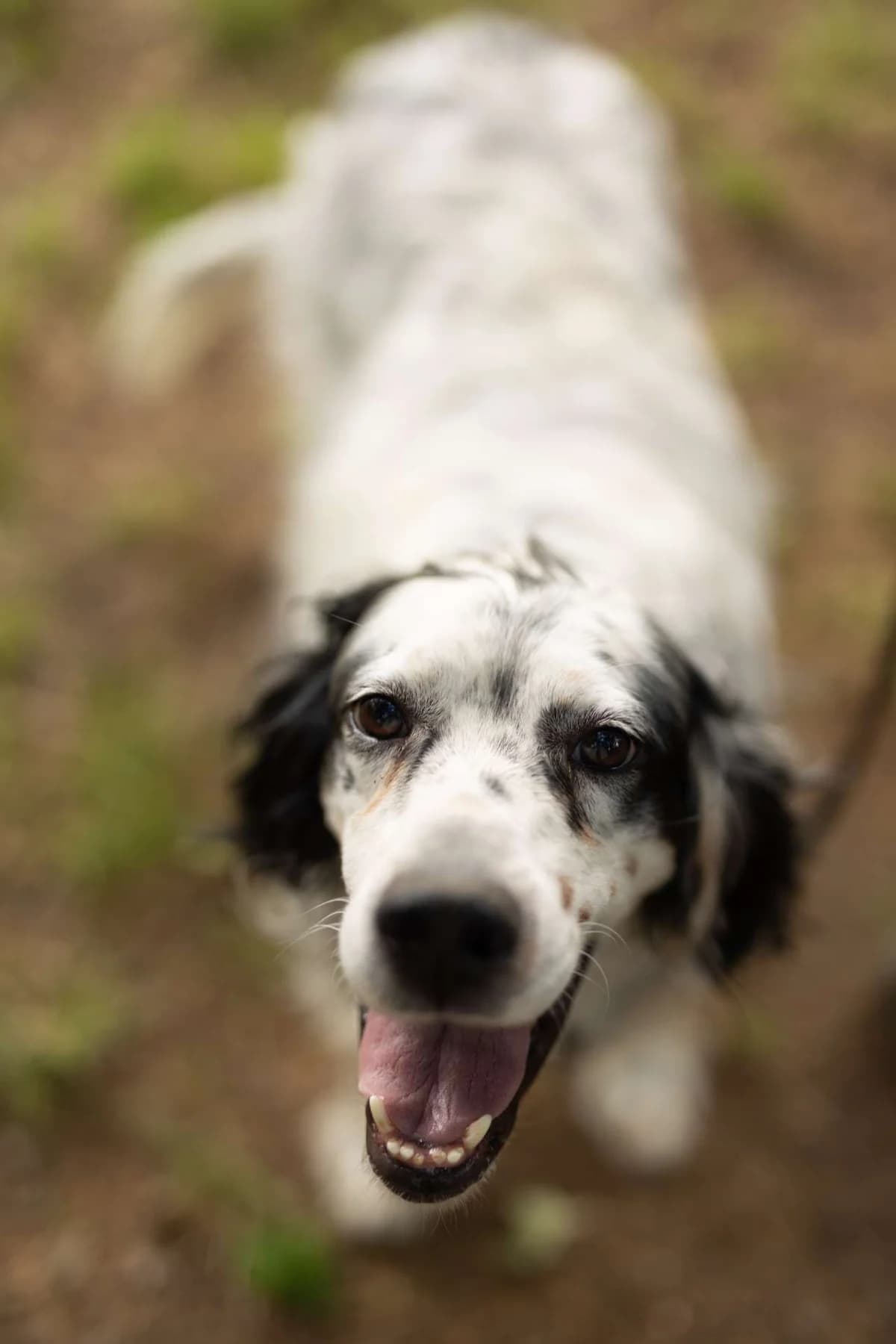 Elia, male English Setter for adoption at Pet Rescue Italia, Cornaredo