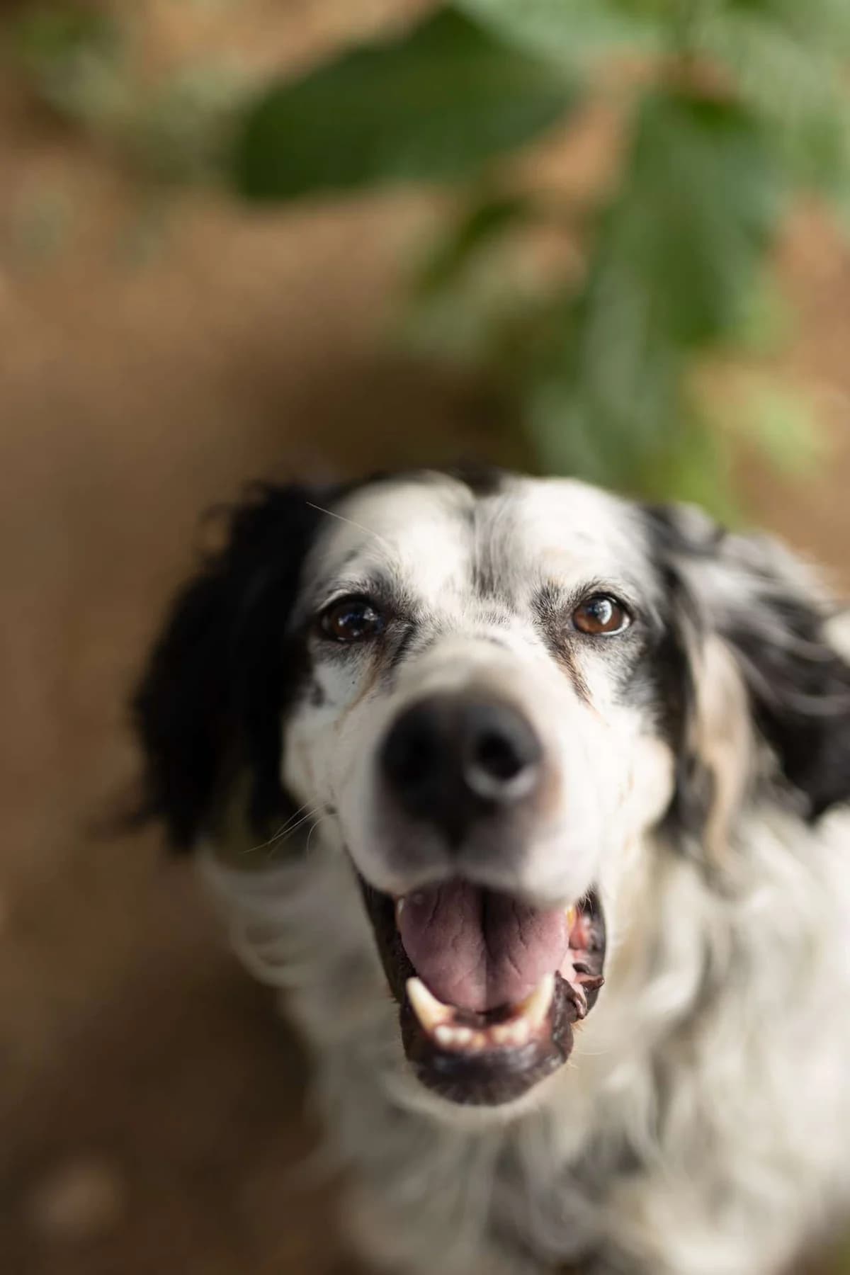 Elia, male English Setter for adoption at Pet Rescue Italia, Cornaredo