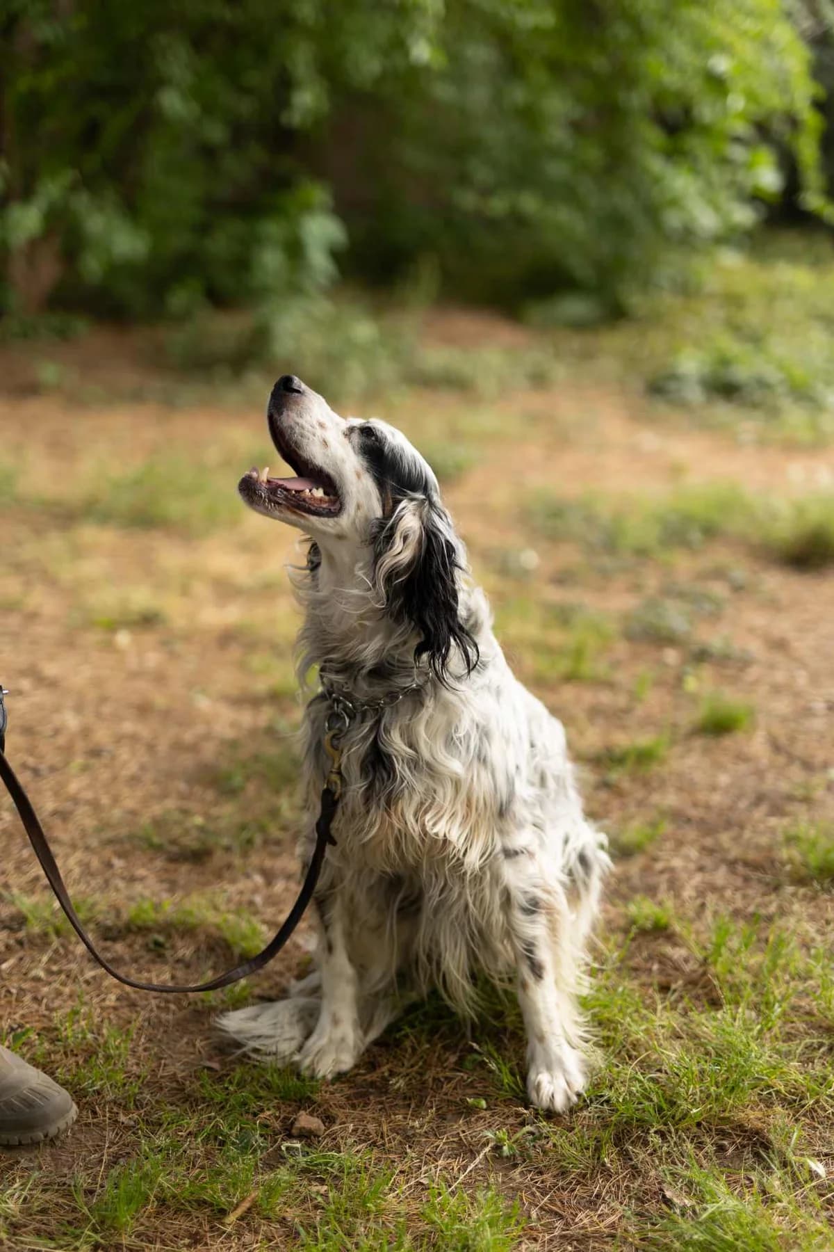 Elia, male English Setter for adoption at Pet Rescue Italia, Cornaredo