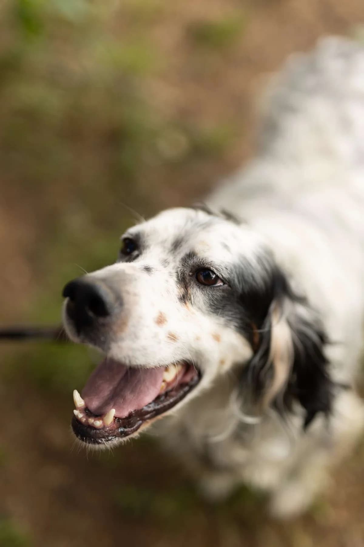 Elia, male English Setter for adoption at Pet Rescue Italia, Cornaredo