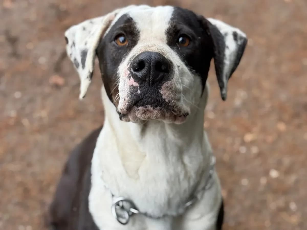 Ettore, 4yo mixed breed for adoption at Pet Rescue Italia, Cornaredo