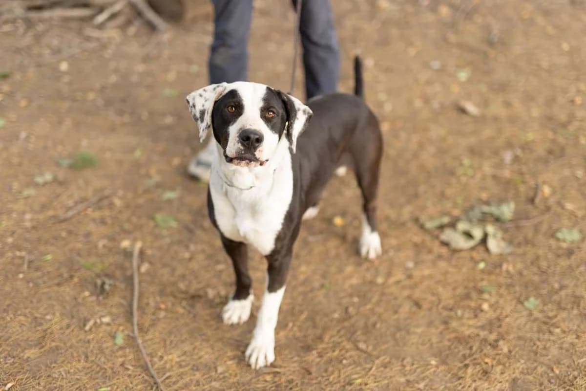 Ettore, male mixed breed for adoption at Pet Rescue Italia, Cornaredo