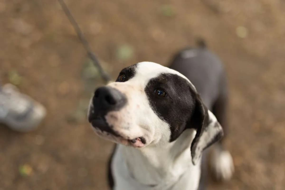 Ettore, male mixed breed for adoption at Pet Rescue Italia, Cornaredo
