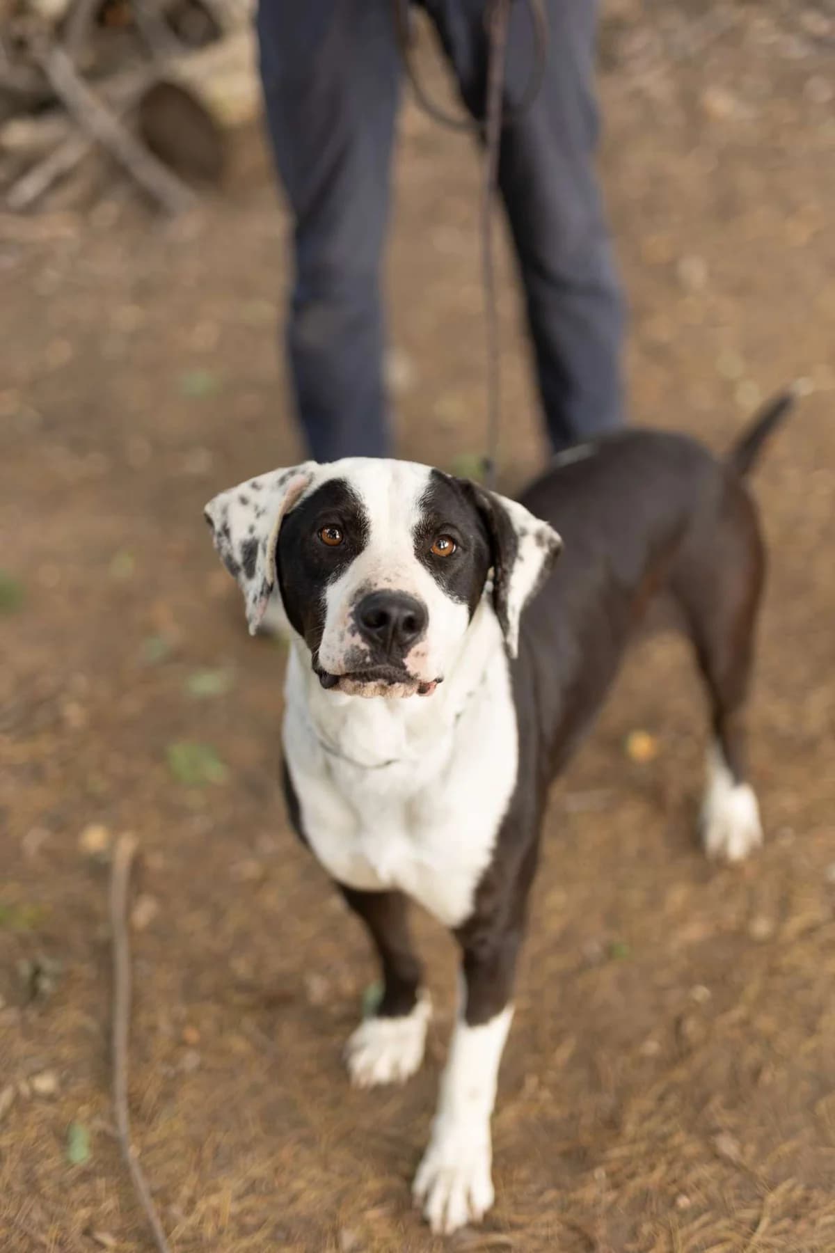 Ettore, male mixed breed for adoption at Pet Rescue Italia, Cornaredo