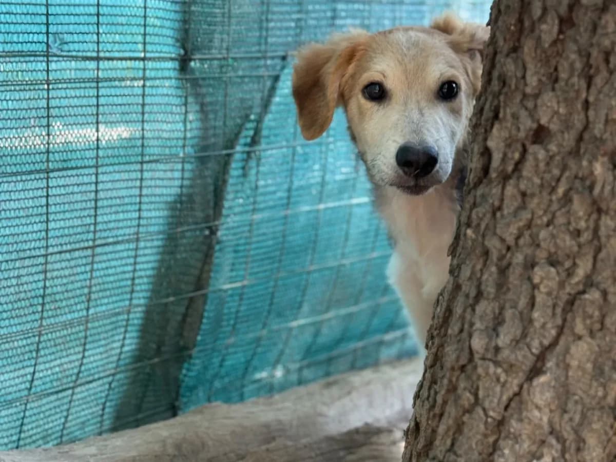 Free,  mixed breed for adoption at Pet Rescue Italia, Cornaredo