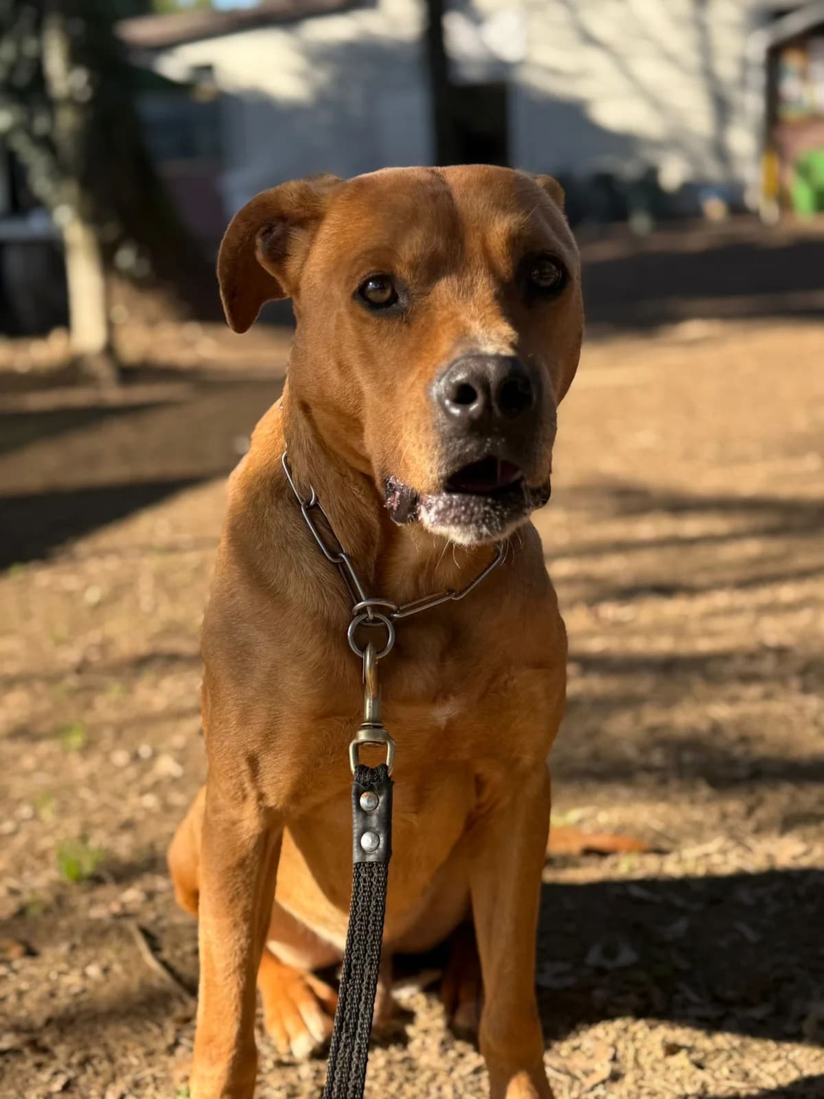 Gaspare,  American Staffordshire Terrier for adoption at Pet Rescue Italia, Cornaredo