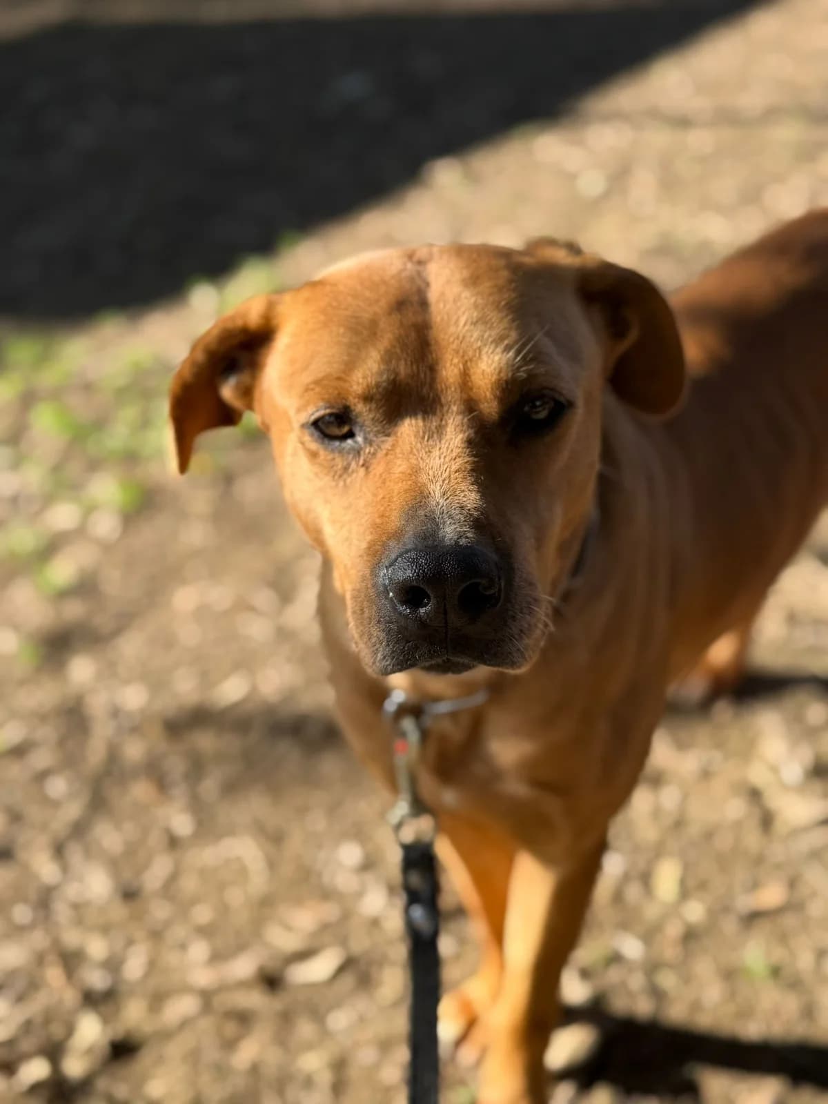 Gaspare,  American Staffordshire Terrier for adoption at Pet Rescue Italia, Cornaredo — photo 2 of 5