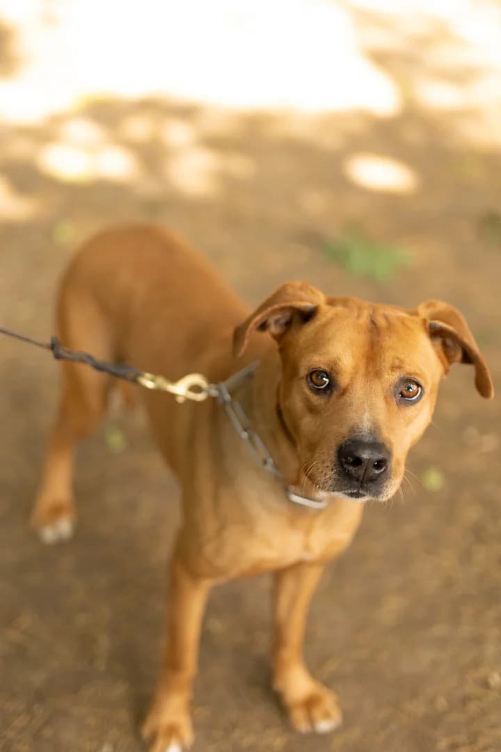 Gaspare,  5yo American Staffordshire Terrier for adoption at Pet Rescue Italia, Cornaredo