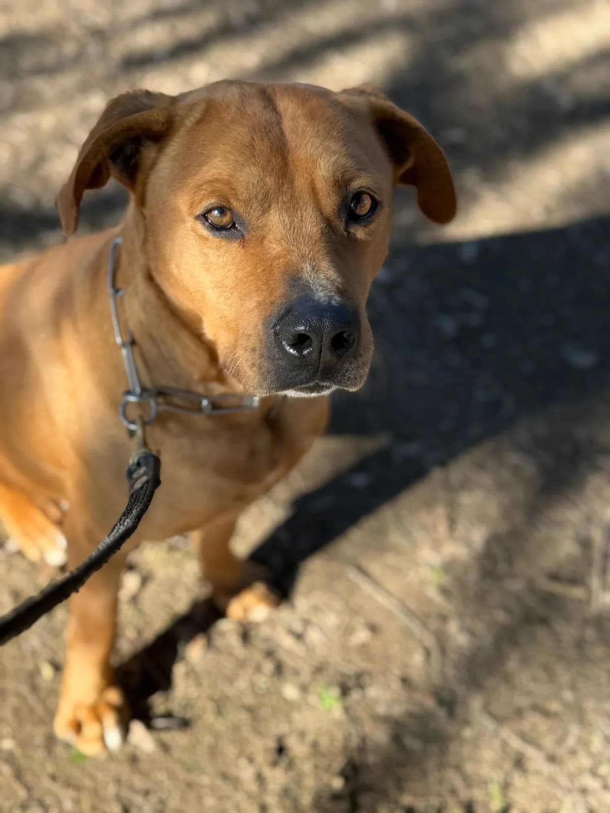 Gaspare,  American Staffordshire Terrier for adoption at Pet Rescue Italia, Cornaredo — photo 3 of 5
