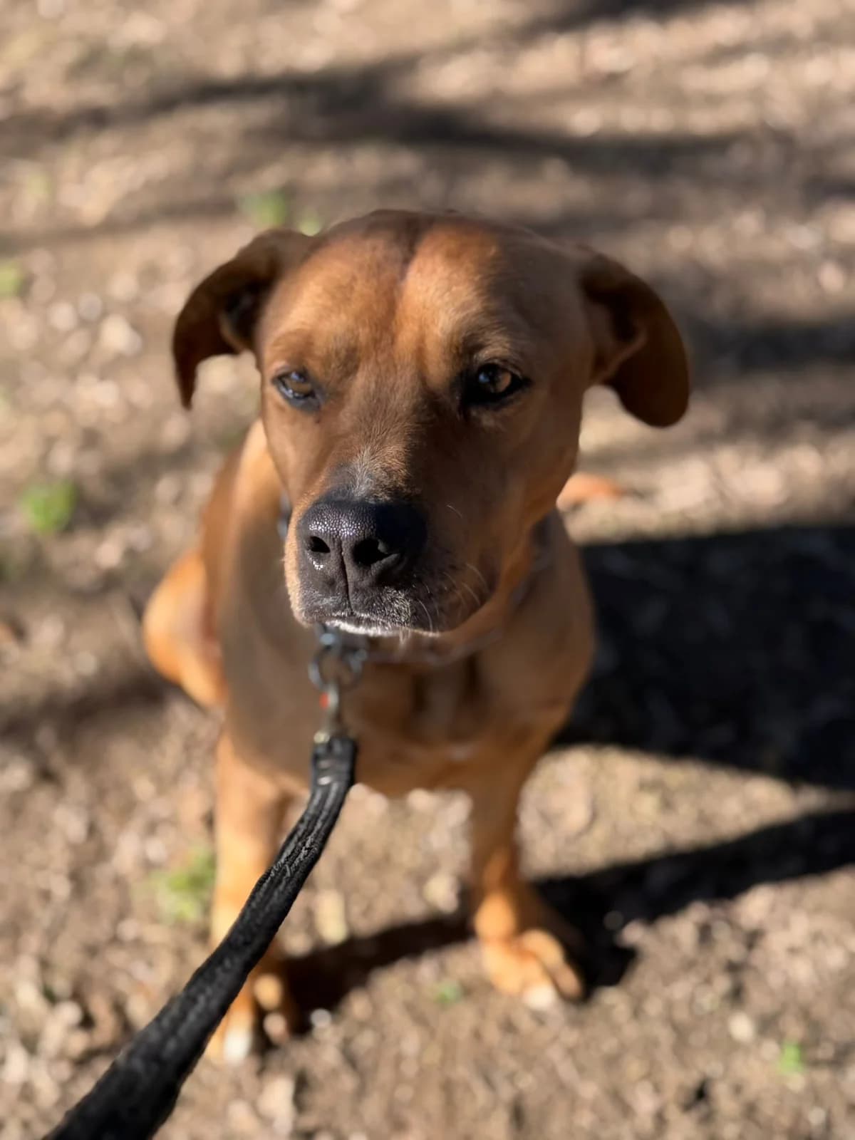 Gaspare,  American Staffordshire Terrier for adoption at Pet Rescue Italia, Cornaredo — photo 4 of 5