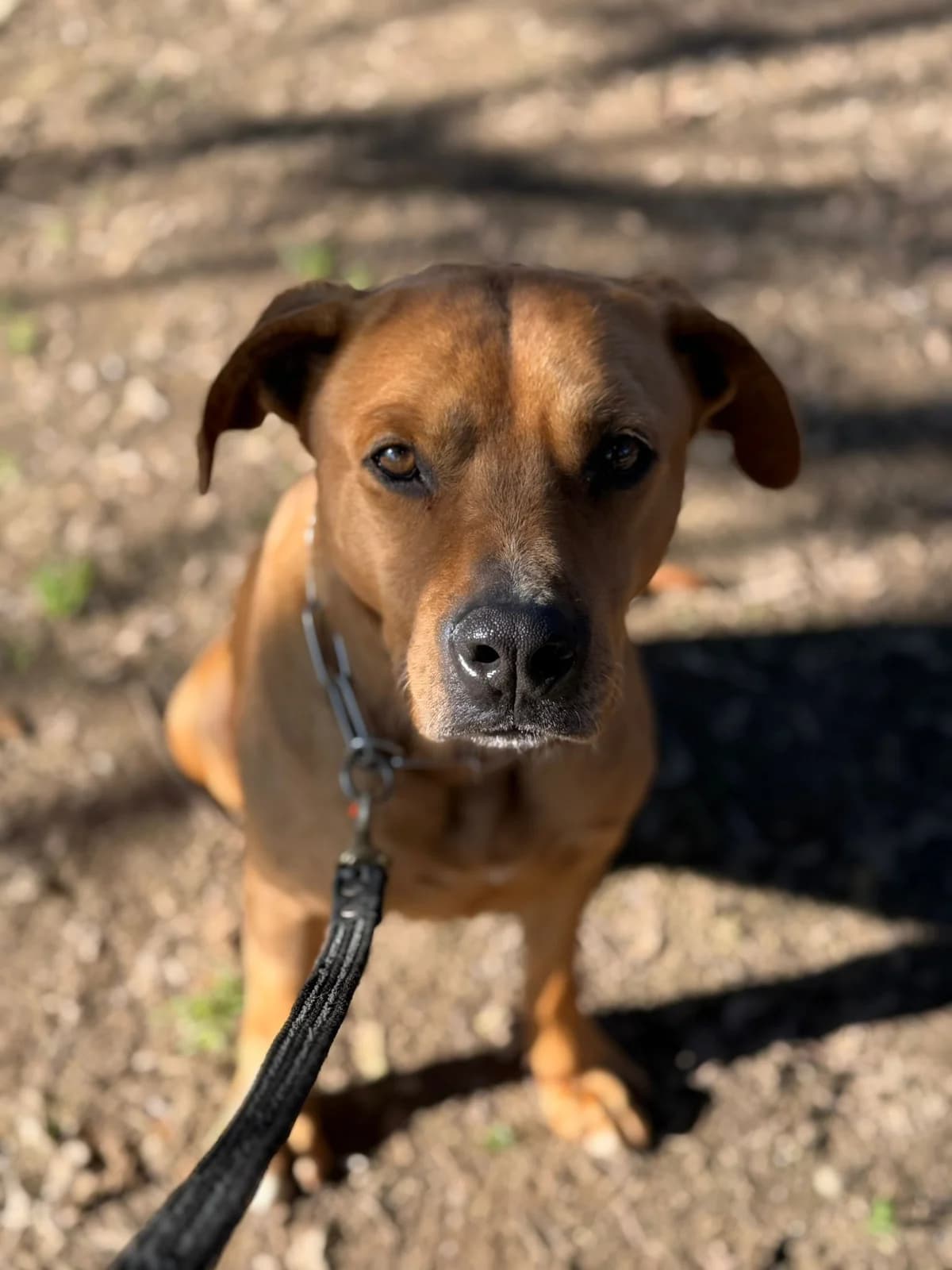 Gaspare,  American Staffordshire Terrier for adoption at Pet Rescue Italia, Cornaredo — photo 5 of 5