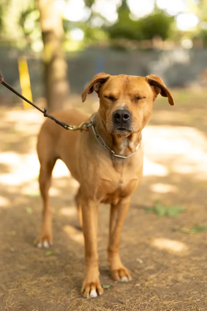 Gaspare,  5yo American Staffordshire Terrier for adoption at Pet Rescue Italia, Cornaredo