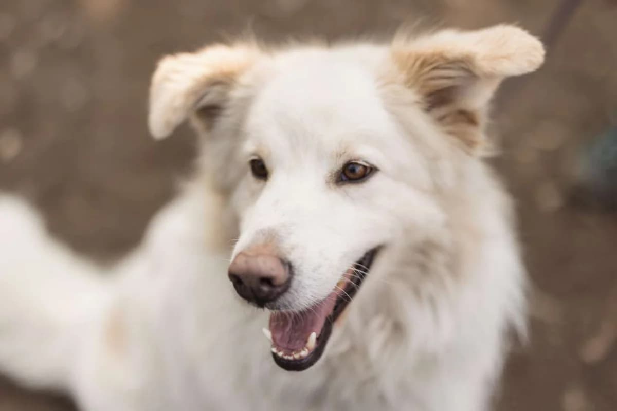 Hardin,  mixed breed for adoption at Pet Rescue Italia, Cornaredo