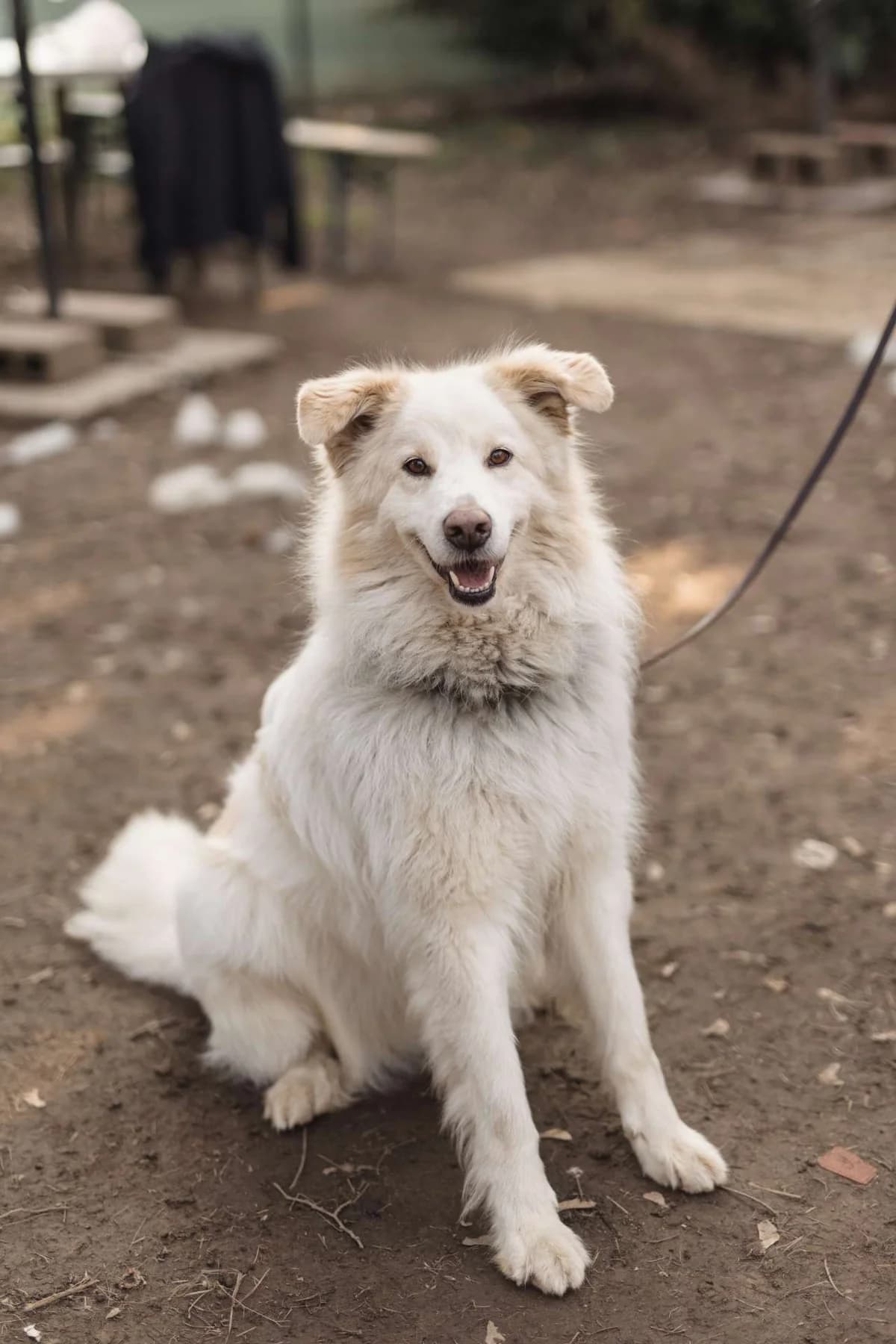 Hardin,  mixed breed for adoption at Pet Rescue Italia, Cornaredo — photo 2 of 11