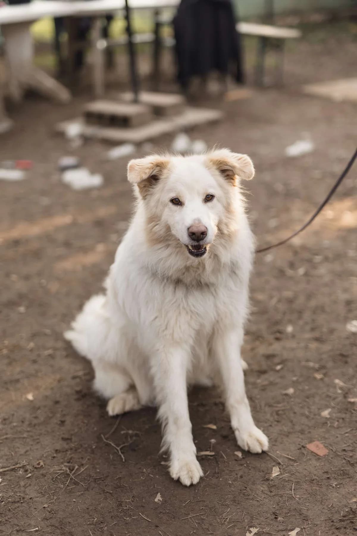 Hardin,  mixed breed for adoption at Pet Rescue Italia, Cornaredo