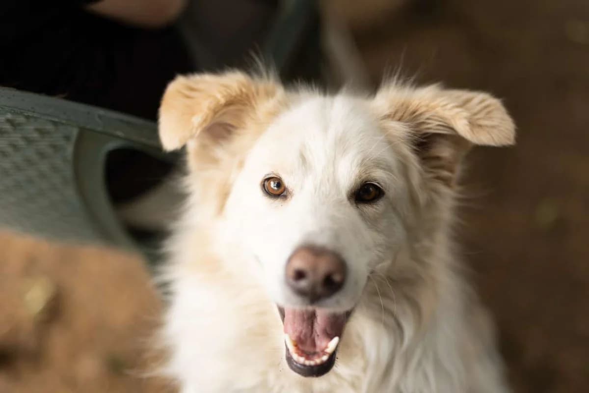 Hardin,  mixed breed for adoption at Pet Rescue Italia, Cornaredo