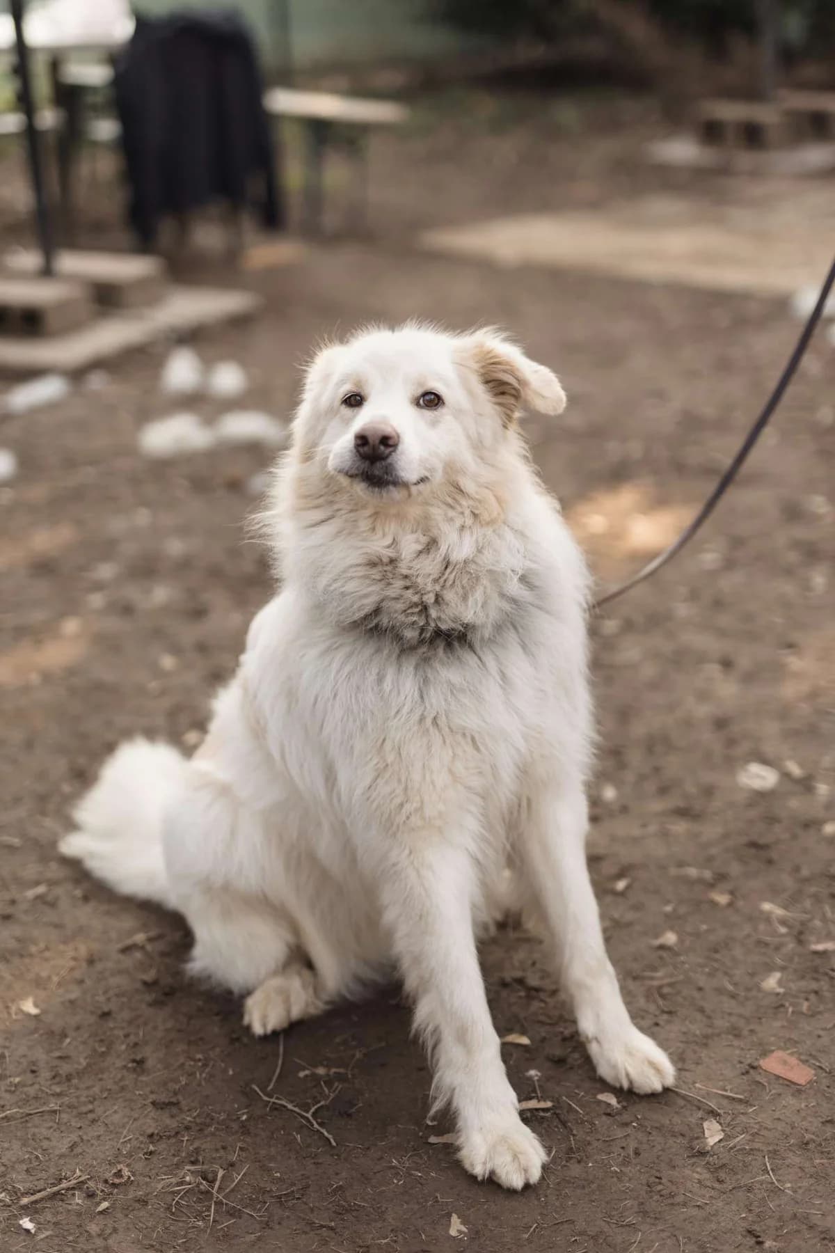 Hardin,  mixed breed for adoption at Pet Rescue Italia, Cornaredo — photo 3 of 11