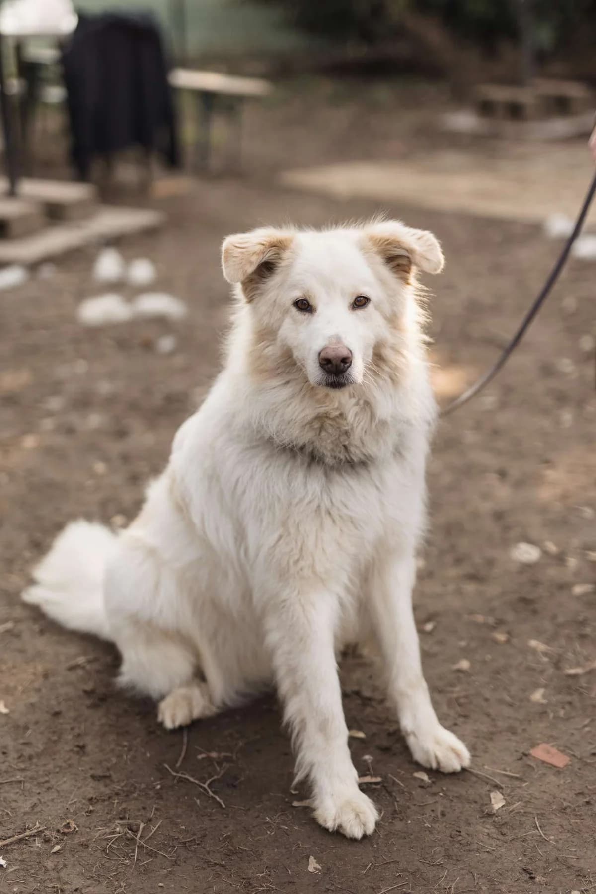 Hardin,  mixed breed for adoption at Pet Rescue Italia, Cornaredo — photo 4 of 11
