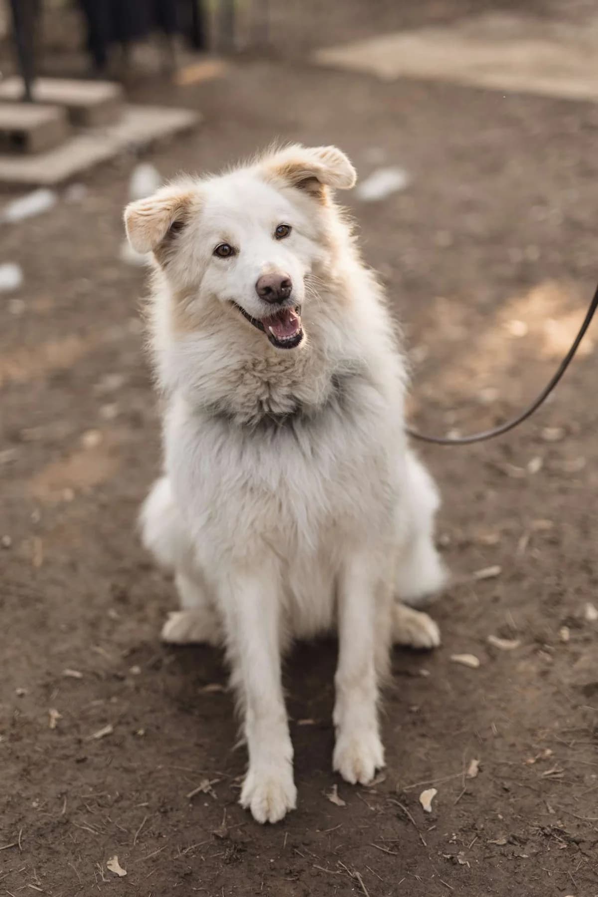 Hardin,  mixed breed for adoption at Pet Rescue Italia, Cornaredo — photo 5 of 11