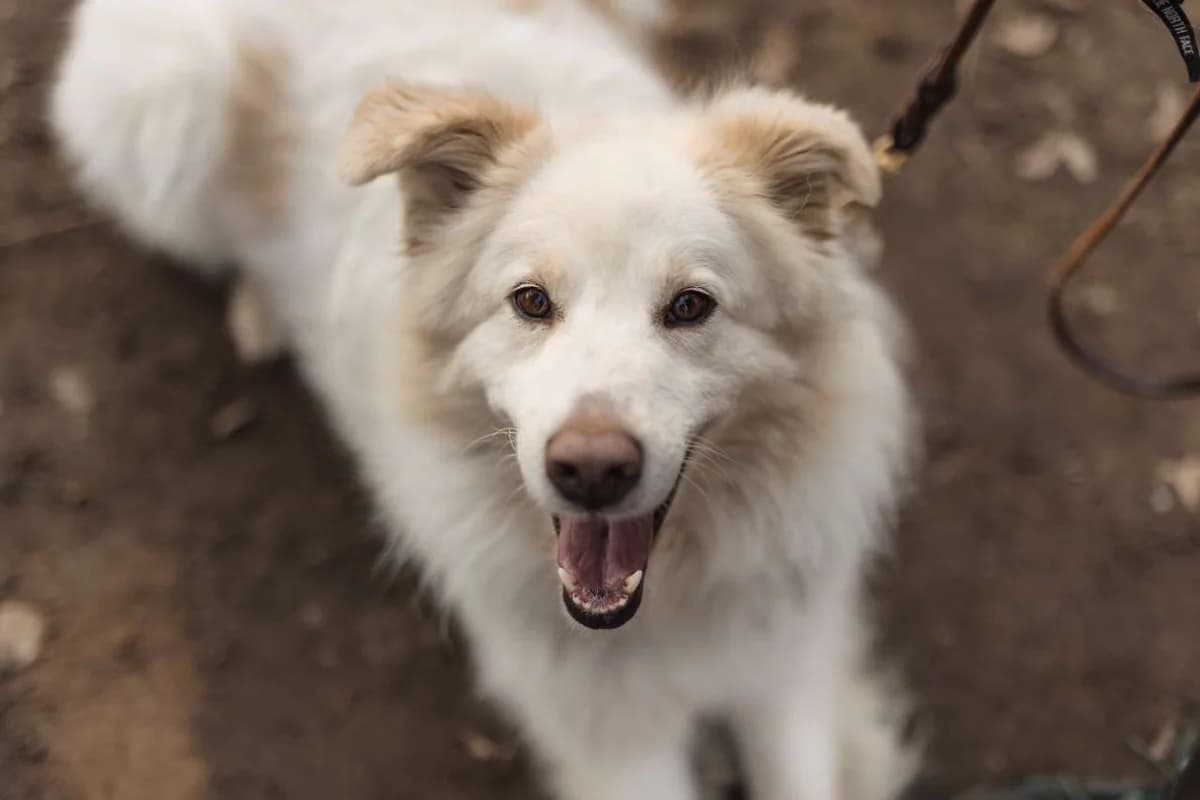 Hardin, mixed breed for adoption at Pet Rescue Italia, Cornaredo