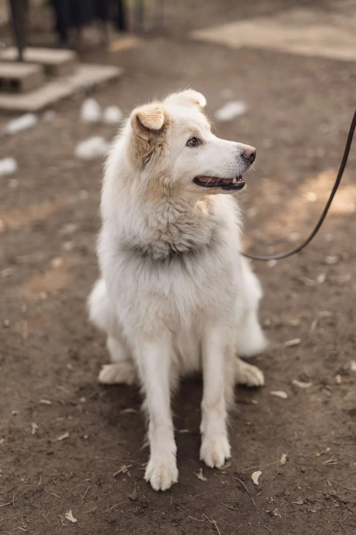 Hardin,  mixed breed for adoption at Pet Rescue Italia, Cornaredo