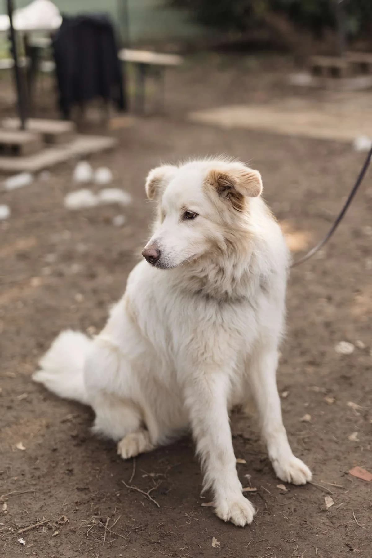 Hardin,  mixed breed for adoption at Pet Rescue Italia, Cornaredo — photo 8 of 11