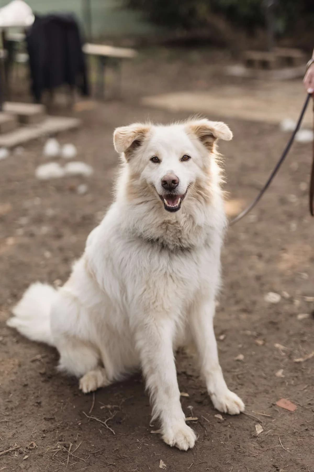 Hardin, mixed breed for adoption at Pet Rescue Italia, Cornaredo