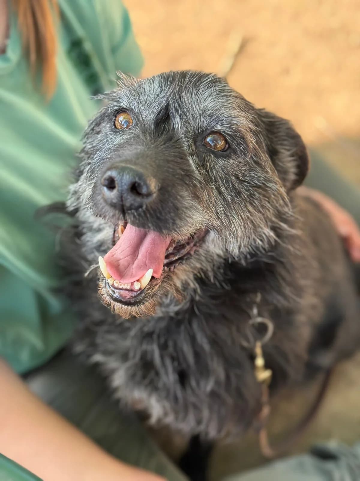 Hermès,  mixed breed for adoption at Pet Rescue Italia, Cornaredo