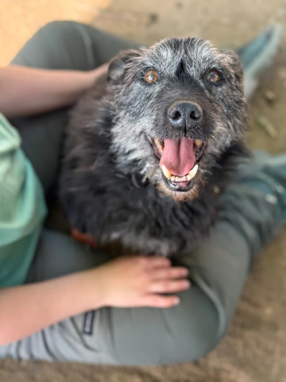 Hermès,  mixed breed for adoption at Pet Rescue Italia, Cornaredo — photo 2 of 5